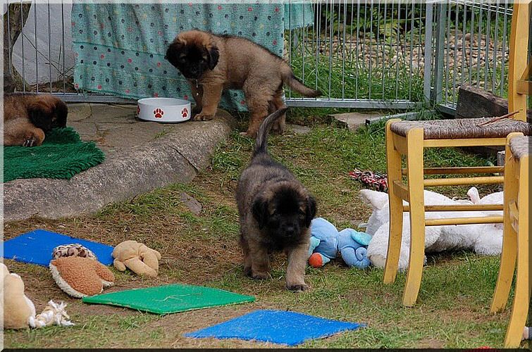 leonberger 056.jpg